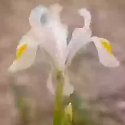 Magnifica Alba